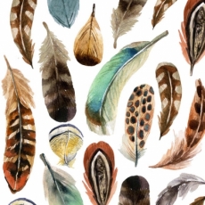 Wunderschöne Federn - Beautiful feathers - belles plumes