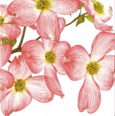 Rosa Blütenpracht - Pink blossoms - Fleurs roses