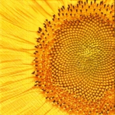 Farbexplosion einer Sonnenblume - Color explosion of a sunflower - Explosion de couleur dun tournesol