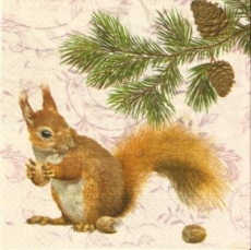 Eichhörnchen sammelt Futter für den Winter - Squirrel collects food for winter - Lécureuil collecte des aliments pour lhiver