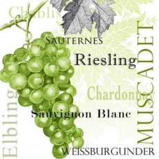 Trauben, Weißwein, Riesling, Chablis, Weissburgunder, Sauvignon blanc, Muscadet, Elbling, Sauternes - White wine - vin blanc