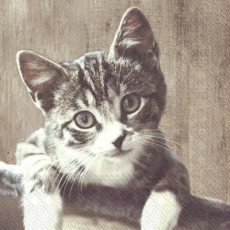 Hübsche Katze, Kätzchen - Pretty Cat, kitten - Chat, Chaton jolie