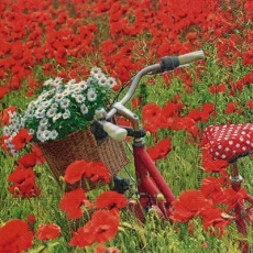 Fahrrad im Mohnblumenfeld mit Margeriten im Korb - Bicycle in the poppy field with daisies in the basket - Vélo dans le champ de coquelicots avec des marguerites dans le panier