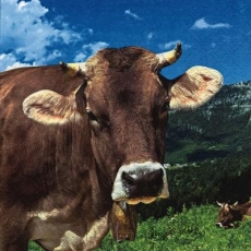 Kühe auf der Alm - Cows on the pasture - Vaches, pâturage