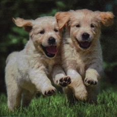 Fröhliche junge Hunde, Welpen, Hund - Cheerful young dogs, puppy, puppies, dog - Joyeux jeunes chiens, chiots, chien