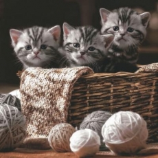 Kätzchen, Katzen, Katze im Wollkorb - Kitten, cats, cat in the wool basket - Chaton, chats, chat dans le panier de laine