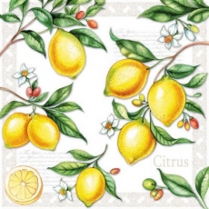 Pflückreife Zitronen - Pick-ripe lemons - Citrons mûrs