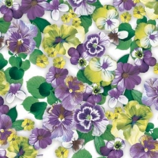 Überall hübsche Stiefmütterchen, lila - Pretty pansies everywhere,purple - De jolies pensées partout pourpre
