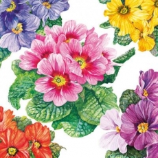 Hübsche, bunte Primeln - Pretty, colorful primroses - Jolies primevères colorées