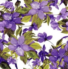 Wunderschöne lila Clematis - Beautiful purple Clematis - Belle Clématite mauve