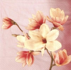Hübsche Magnolien - Pretty magnolias - Jolis magnolias