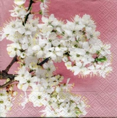hübscher Kirschblütenast - pretty cherry blossom branch - jolie branche de fleur de cerisier