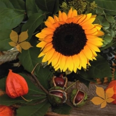 Sonnenblume, Kastanien & Pysalis - Sunflower, chestnuts & physalis - Tournesol, châtaignes et physalis