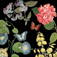 Schmetterlinge besuchen hübsche Blumen - Butterflies visit beautiful flowers - Les papillons visitent de belles fleurs