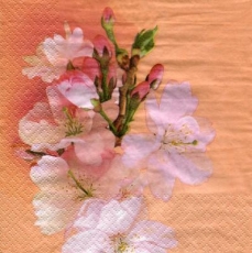 schöne Kirschblüten - beautiful cherry blossoms - belles fleurs de cerisier