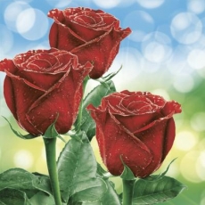 3 rote Rosen im Morgentau - 3 red roses in the morning dew - 3 roses rouges dans la rosée du matin