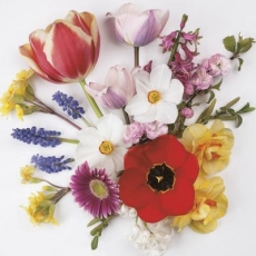 schöner bunter Blumenstrauss - beautiful colorful bouquet - beau bouquet coloré