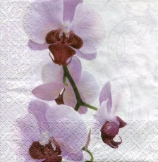 Orchidee im zarten Fliederton - Orchid in a delicate lilac tone - Orchidée dans un ton lilas délicat