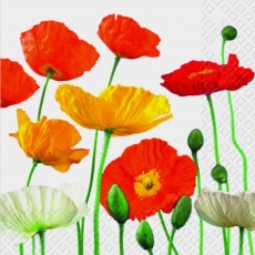 weisser, gelber & roter Mohn - white, yellow & red poppy - coquelicot blanc, jaune et rouge