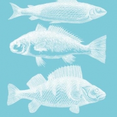 3 Fische - 3 fish - 3 poissons