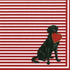 Caspari - 2 Labradore, Hund mit einen roten Herz in der Schnauze - 2 Labradors, dog with a red heart in its muzzle - 2 Labradors, chien avec un coeur rouge dans son museau