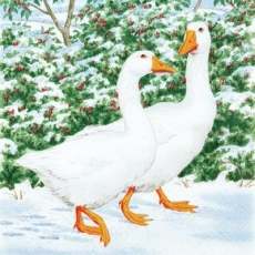 2 Gänse beim Spaziergang im Schnee - 2 geese walking in the snow - 2 oies marchant dans la neige