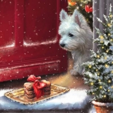 Westi, Hund bekommt ein Hundekuchen als Geschenk - Westi, dog gets a dog biscuit as a gift - Westi, chien reçoit un biscuit pour chien en cadeau