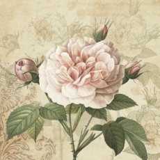 schöne Rose & Rosenknospen - beautiful rose & rosebuds - belle rose et boutons de rose