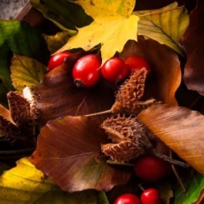 buntes Herbstlaub mit Hagebutten und Bucheckerncolorful autumn leaves with rosehips and beechnuts - feuilles d automne colorées avec églantiers et beechnuts