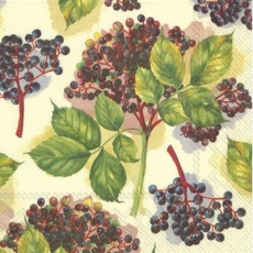 Holunderbeerenzweig - Elderberry branch - Branche de sureau
