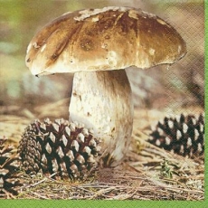 prächtiger Steinpilz & Tannenzapfen - magnificent porcini mushroom & pine cones - magnifique cèpes et pommes de pin