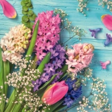 Hyazinthe, Schleierkraut, Tulpen & andere Frühlingsblüher - Hyacinth, gypsophila, tulips & other spring flowers - Jacinthe, gypsophile, tulipes et autres fleurs printanières