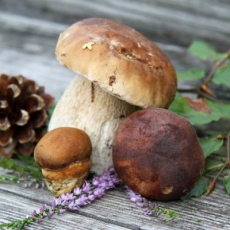 verschiedene Steinpilze - different porcini mushrooms - différents champignons porcini