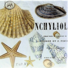 Michel Design - verschiedene Muscheln & Seesterne - different shells & starfish - coquillages et étoiles de mer