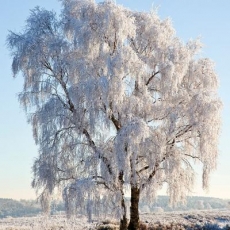 gefrorener Baum - frozen tree - arbre gelé