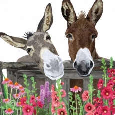 2 Esel am Gartenzaun - 2 donkeys at the garden fence - 2 ânes à la clôture du jardin