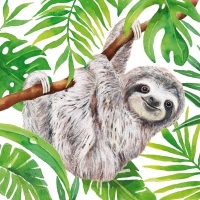 niedliches Faultier hängt ab - cute sloth hangs - jolie paresse se bloque