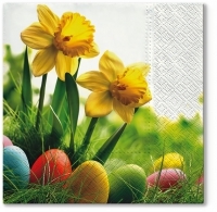 Narzissen & bunte Eier - Daffodils & colorful eggs - Jonquilles et œufs colorés