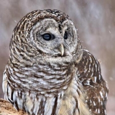 schöner Streifenkauz - beautiful striped owl - belle chouette rayée