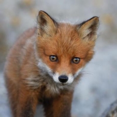 kleiner Rotfuchs - little red fox - petit renard roux