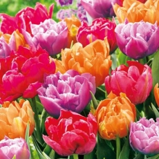 schöne bunte Tulpen - beautiful colorful tulips - belles tulipes colorées