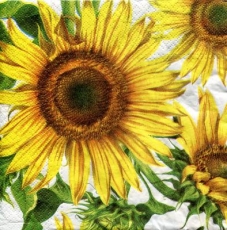 Sonnenblumen - sunflowers - tournesol