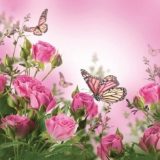 Rosen & Schmetterlinge - Roses & butterflies - Roses et papillons
