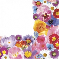 Frühlingsblumen Rahmen - Spring flowers frame - Cadre de fleurs de printemps
