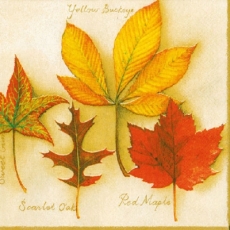 4 verschiedene Laubblätter - 4 different leaves - 4 feuilles différentes