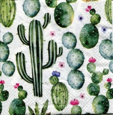 Kakteen - Cacti - Cactus