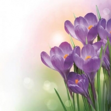 Ein Haufen violetter Krokusse - A bunch of purple crocuses - Un tas de crocus violets