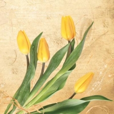 ein Haufen gelber Tulpen - a bunch of yellow tulips - un bouquet de tulipes jaunes