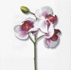 klassische Orchidee in weiss - classical orchid in white - orchidée classique en blanc