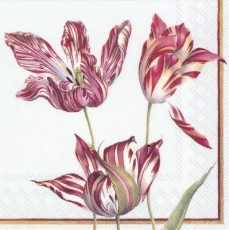 Tulpen - tulips - tulipes
